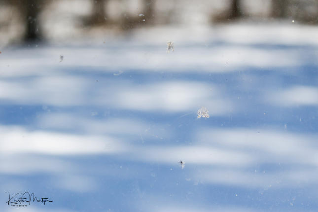 Feather Strike on Window