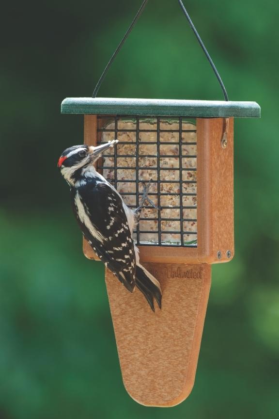 hairy woodpecker food