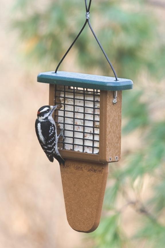 How to Attract Hairy Woodpeckers to Your Bird Feeder