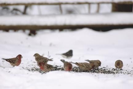 House & Purple Finches