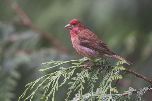 House Finch Identification, All About Birds, Cornell Lab of Ornithology