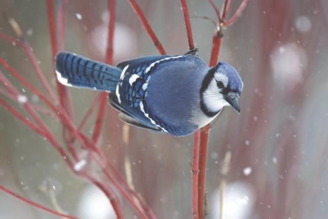 A Blue Jay Visits the Backyard Bird Bath