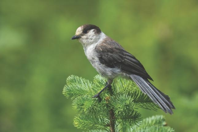 Meet our national bird: the gray jay