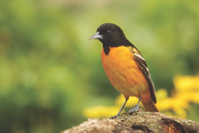 Baltimore Oriole - Nature Canada