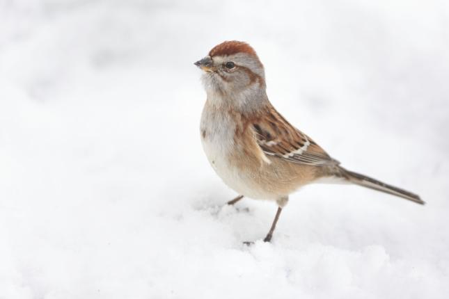 House Sparrow Identification, All About Birds, Cornell Lab of Ornithology