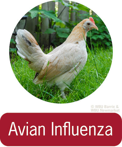 Problem Solving - Avian Influenza
