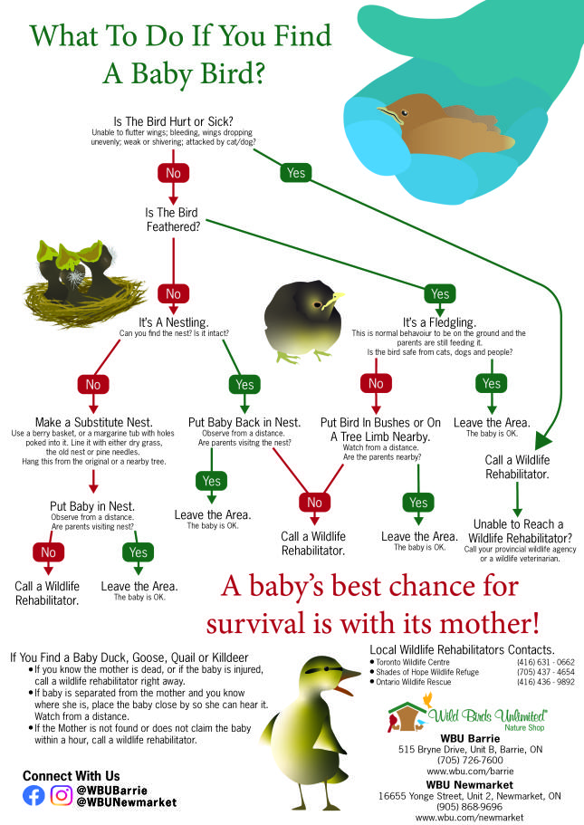 What To Do If You Find a Baby Bird