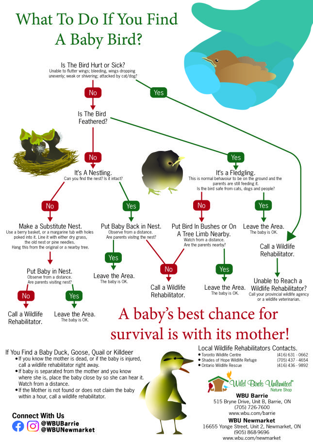 What to do if you find a baby bird