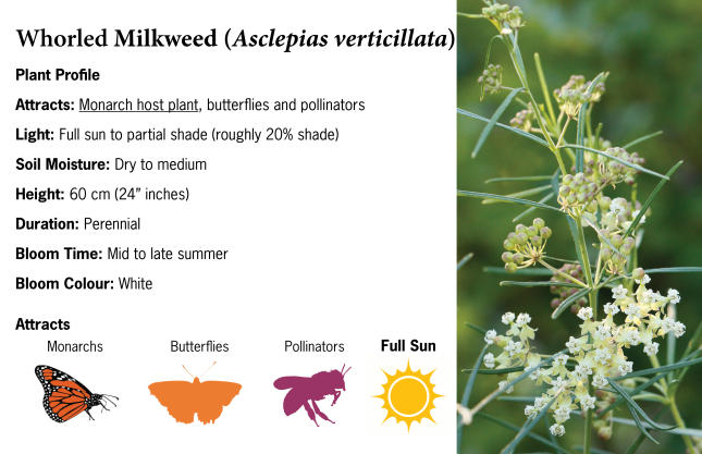 Whorled Milkweed
