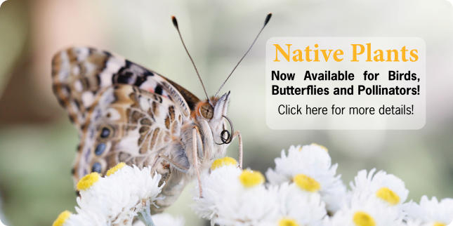 Native Plants