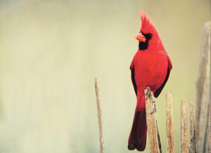 Northern Cardinal  Audubon Field Guide