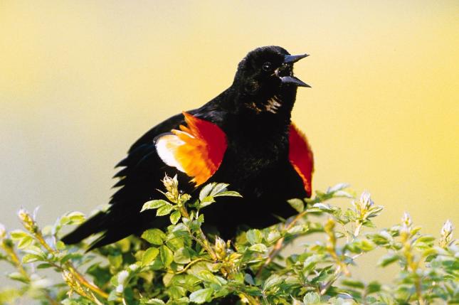 Red-winged Blackbirds (Agelaius phoeniceus)