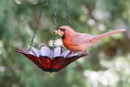 Northern Cardinal