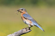 Eastern Bluebird